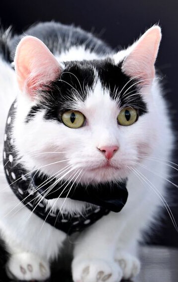 фото Шницель