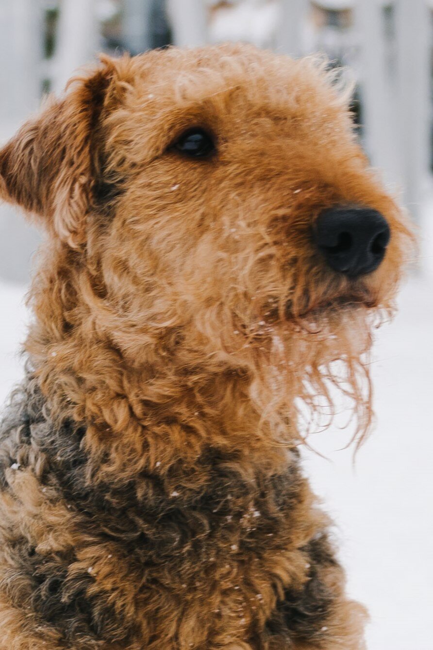 фото Шиллер