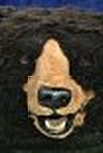 фото Майкл Гордон