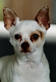 фото Tater Tot Ikuta