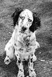 фото Банджо зе Дог