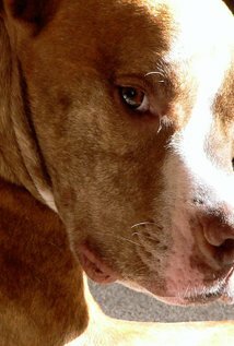 фото Мак Дог