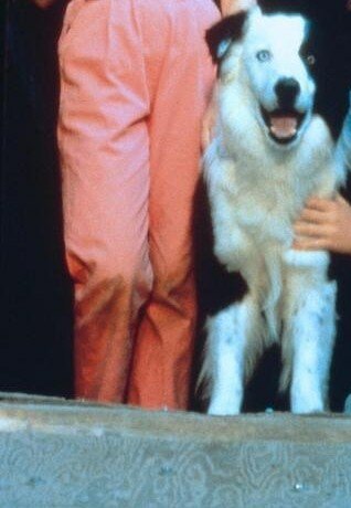 фото Майк  Дог