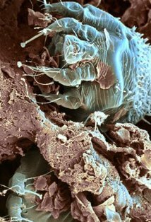 фото Тим Пайл