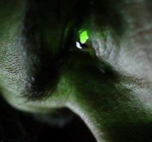 фото Triton King