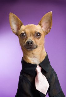 фото Eli the Chihuahua