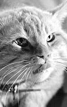 фото Оранджи