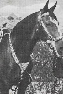 фото Чемпион