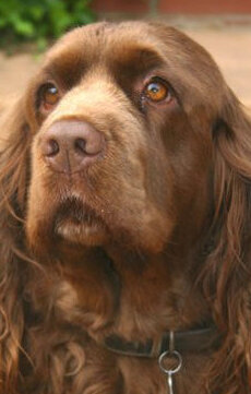 фото Барнольд