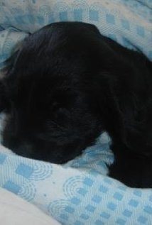 фото Tappancs the Dog