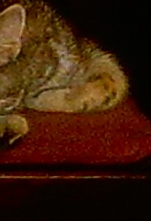 фото Tariq Richards