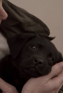 фото Дэнфорт Коминс