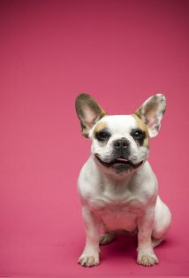 фото Бриджитт Дог