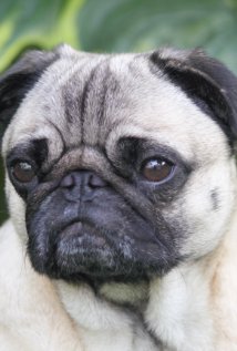 фото Igor Pugdog