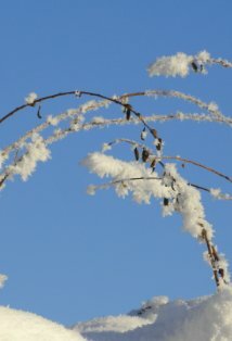 фото Сьюзэн Ивз