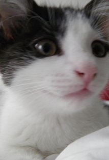 фото Sophia The Cat