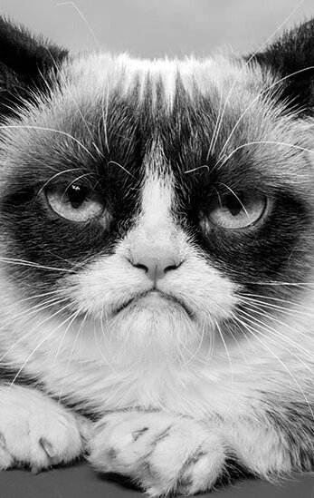 фото Сердитая кошка