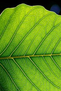 фото Randall Oelerich