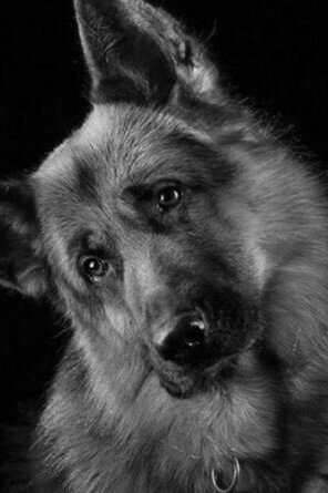 фото Граф Шутц Хунд