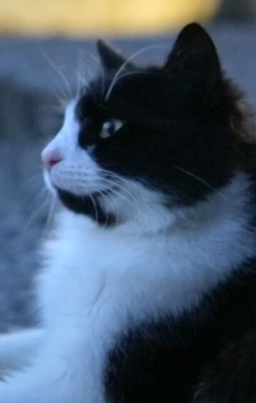 фото Aslan Parcasi