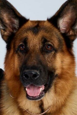 фото Дизель фон Бургимвальд