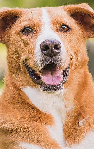 фото Гуд-Бисли