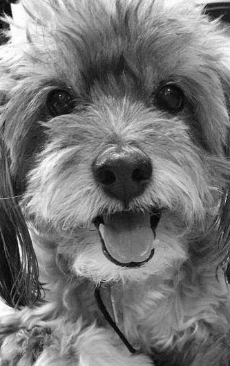 фото Уэсли Фон Спирс