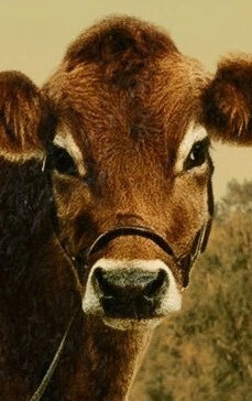 фото корова Эви