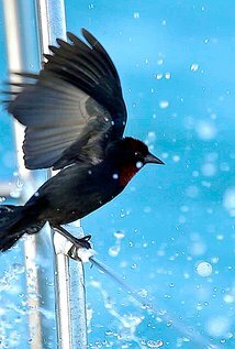 фото Кристиан Риффар