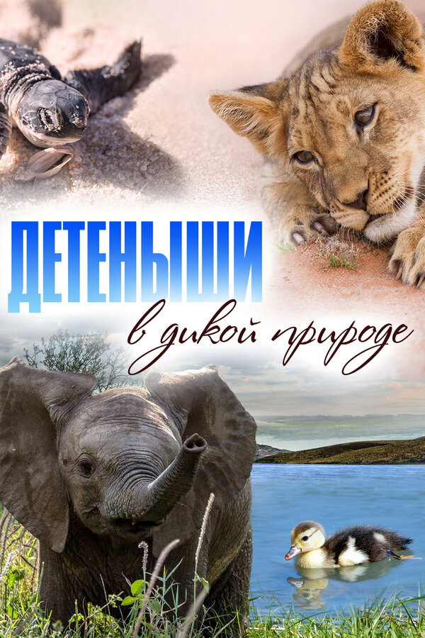 Постер Baby Animals In The Wild