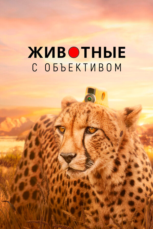 Постер Животные с объективом