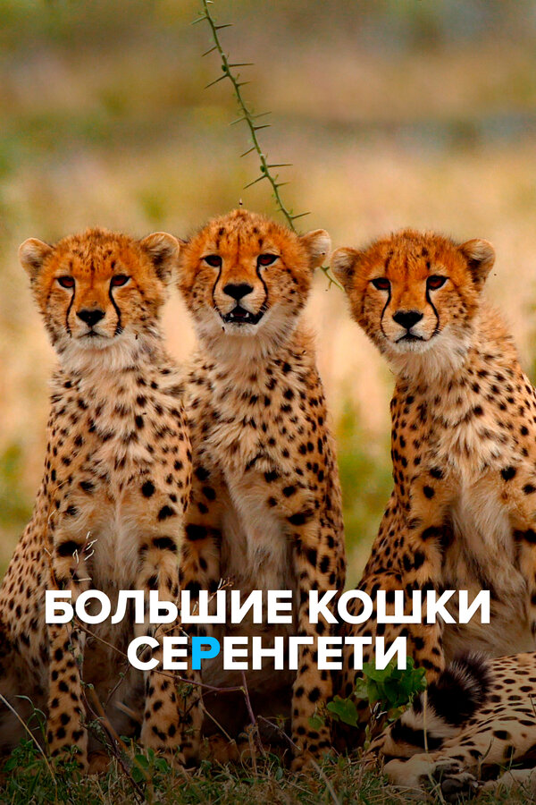 Постер Большие кошки Серенгети