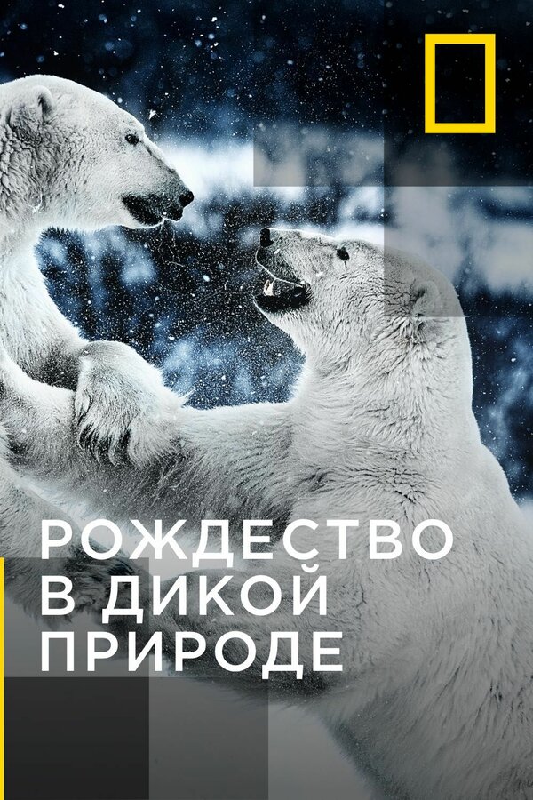 Постер Рождество в дикой природе