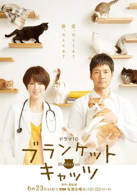 Постер Коты в одеялках