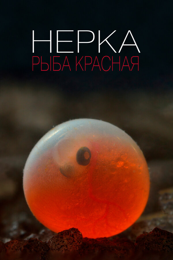 Постер Нерка. Рыба красная