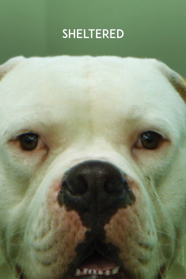 Постер Приют