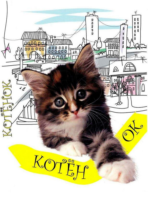 Постер Котенок