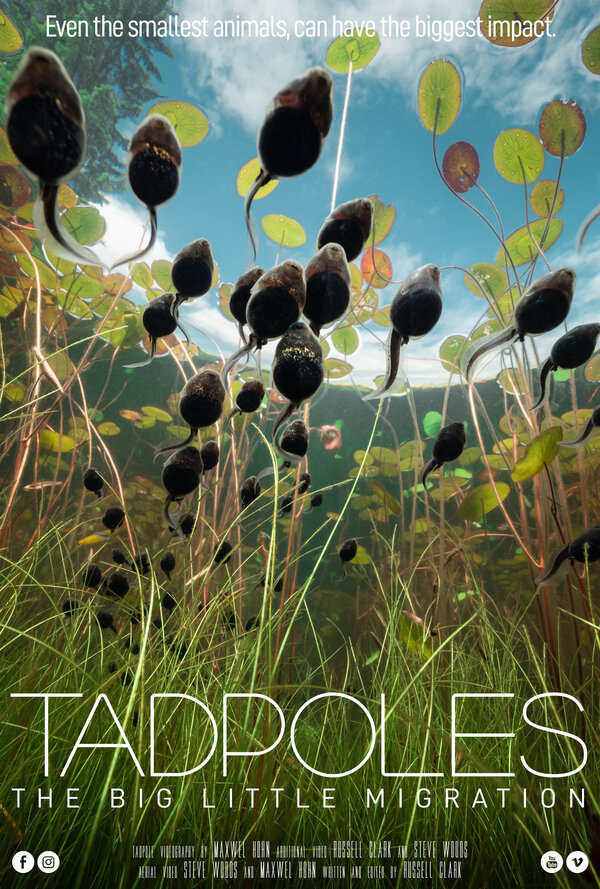 Постер Tadpoles: The Big Little Migration