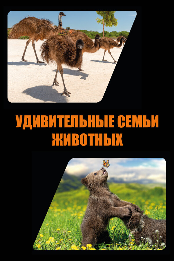 Постер Удивительные семьи животных