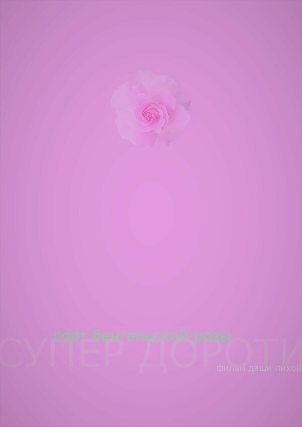 Постер Супер Дороти – сорт бенгальской розы