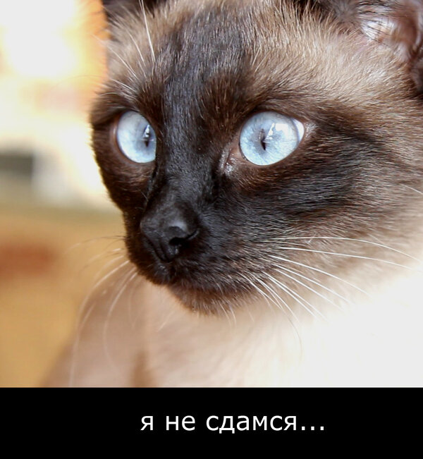 Постер Я не сдамся...