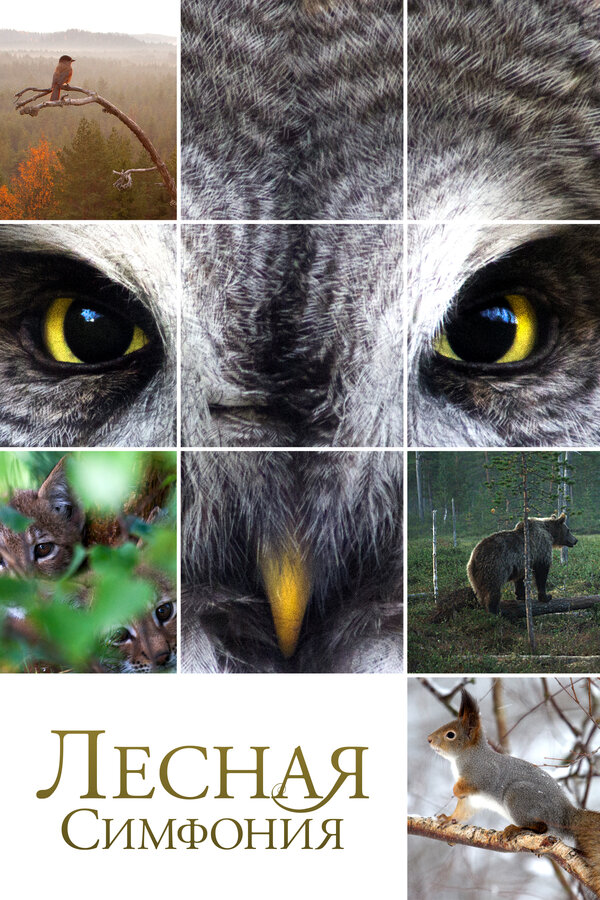 Постер Лесная симфония