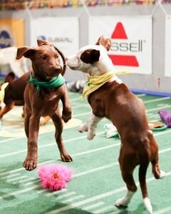 Постер Puppy Bowl XI