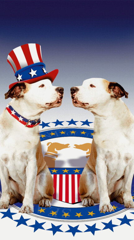 Постер Пес и нищий